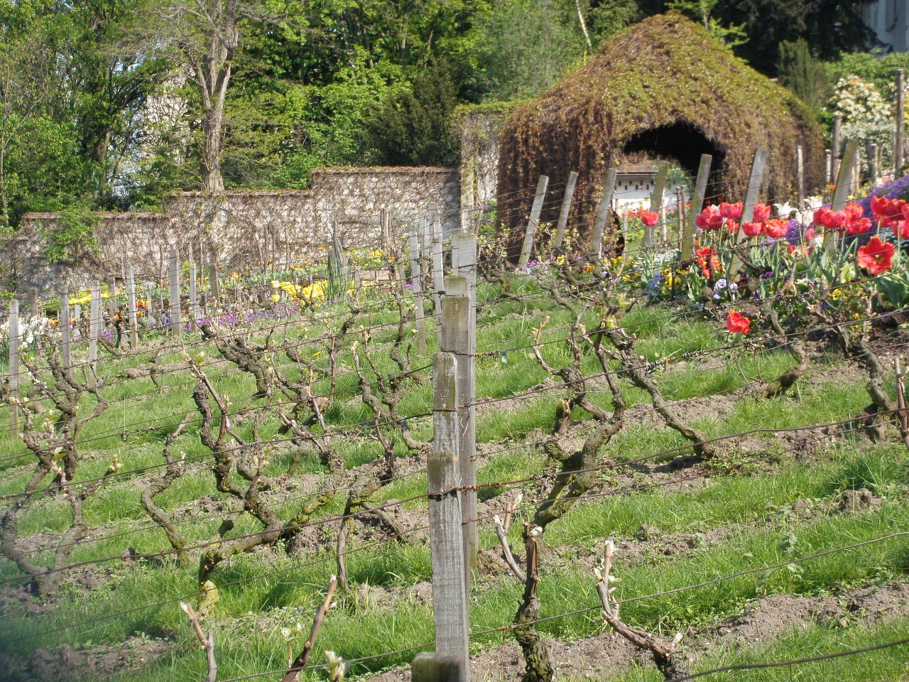 The Last Vineyard on Montmartre