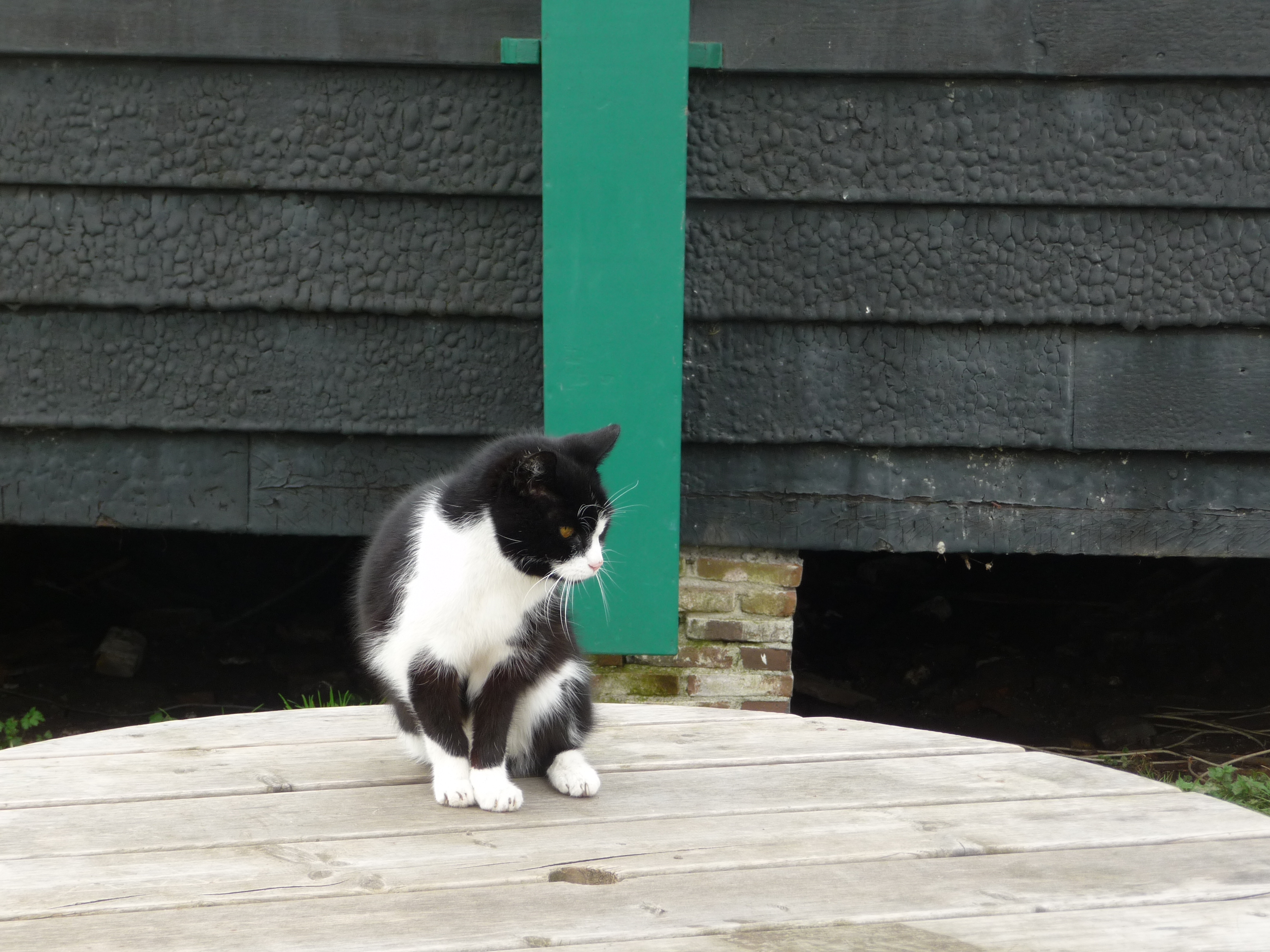 The Cat at “The Cat” Windmill