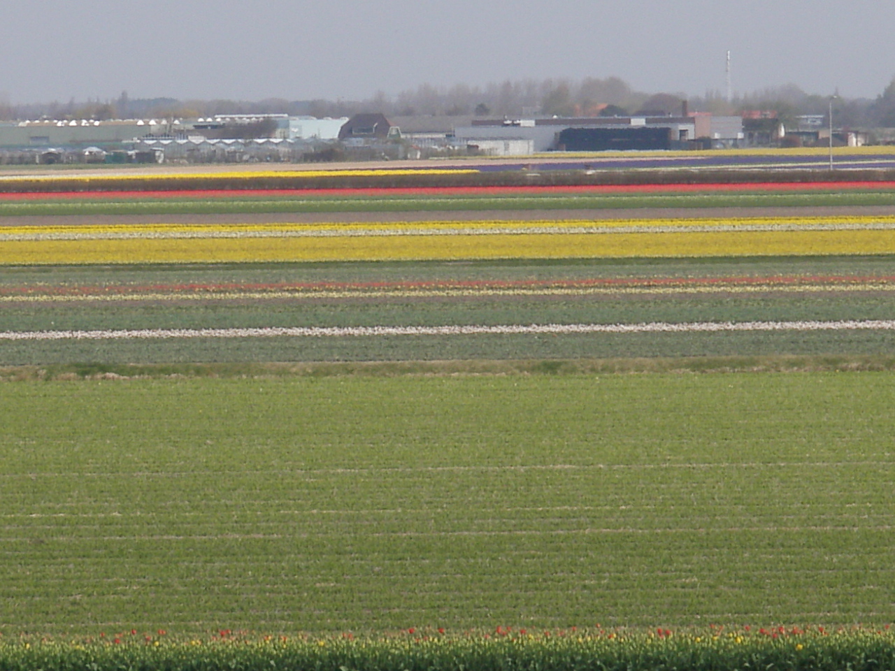 Tulip Field