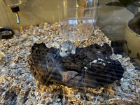 Spice is still with us, even though we do not see him much.