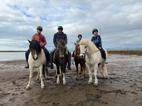 The Icelandic horses were fun to ride and the folks who took us riding were really nice.