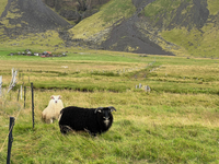 Lots of sheep in Iceland. They are shy, but they will "pose" for a picture as long as they think you might cause trouble.